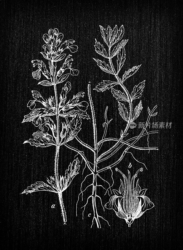 植物学植物古董雕刻插图:Teucrium chamaedrys (wall germander)